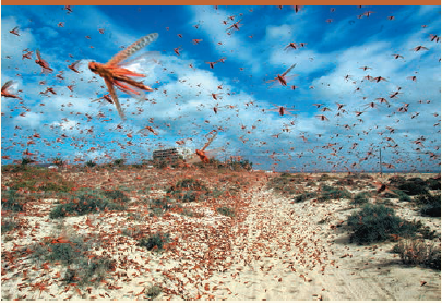 SYNTHESIZE YOUR KNOWLEDGE   Locusts (grasshoppers in the family Acrididae) undergo cyclic population outbreaks, leading to massive swarms such as this one in the Canary Islands, off the west coast of Africa. Of the mechanisms of density-dependent regulation shown in Figure 53.18, choose the two that you think most apply to locust swarms, and explain why.<div style=padding-top: 35px> 