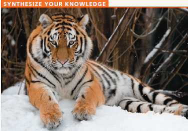   Big cats, such as the Siberian tiger (Panthera tigris altaica) shown here, are one of the most endangered groups of mammals in the world. Based on what you've learned in this chapter, discuss some of the approaches you would use to help preserve them.<div style=padding-top: 35px> 