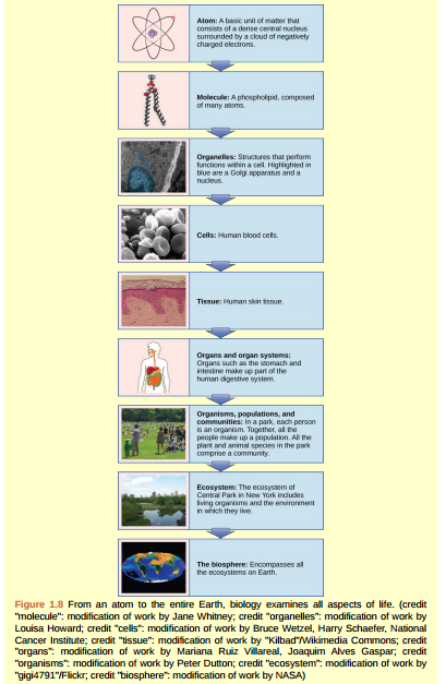Figure 1.8 Which of the following statements is false? A. Tissues exist within organs which exist within organ systems. B. Communities exist within populations which exist within ecosystems. C. Organelles exist within cells which exist within tissues. D. Communities exist within ecosystems which exist in the biosphere.