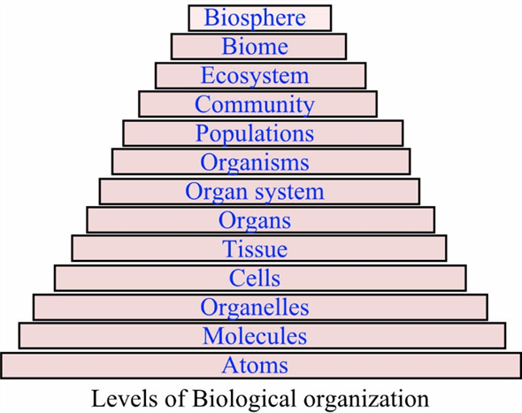 Biological organization is the placing of an organism according to its complexity with each level becoming more complex than the prior level. The Biological organization is as follows:     The organ which is within the organ system is composed of tissues. The tissues form an aggregation to form the organs of all the organisms. Therefore, tissues fall within the organs as they are more complex than them. The organs which are formed by the tissues will make the organ system. The organ system is composed of many organs that perform a different function. So, the option (A) is a true statement.   Therefore, the option (A) is incorrect.   A cell can be defined as a basic biological, functional and structural unit of life. A typical eukaryotic cell has several types of organelles. The organelles are the membrane-bound structures present in a cell and suspended in the cytoplasm. Organelles are parts of cells like organs are to the body, so the suffix - elle being a diminutive. Examples of cellular organelles include mitochondria, smooth endoplasmic reticulum, rough endoplasmic reticulum, nucleus, vacuoles, vesicles, Golgi apparatus and cell membrane. Picture of a eukaryotic cell with several organelles is as follows:   So, many organelles and a nucleus form a cell and a group of cells called a tissue. So, the option (C) is a true statement.  Therefore, the option (C) is incorrect.   An aggregation of many communities forms an ecosystem while many ecosystems form a biosphere which is the most complex in biological organization. So, the option (D) is a true statement.   Therefore, the option (D) is incorrect.   Communities are composed of many interacting populations living together. Communities do not exist within the population as they are more complex than population. The ecosystem is composed of many communities within which many populations persist. This statement B does not follow the biological organization which states that with each level the complexity should be more than the prior level. So, the option (B) is a true statement. Therefore, the option   is correct.