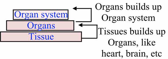 Biological organization is the placing of an organism according to its complexity with each level becoming more complex than the prior level. The Biological organization is as follows:     The organ which is within the organ system is composed of tissues. The tissues form an aggregation to form the organs of all the organisms. Therefore, tissues fall within the organs as they are more complex than them. The organs which are formed by the tissues will make the organ system. The organ system is composed of many organs that perform a different function. So, the option (A) is a true statement.   Therefore, the option (A) is incorrect.   A cell can be defined as a basic biological, functional and structural unit of life. A typical eukaryotic cell has several types of organelles. The organelles are the membrane-bound structures present in a cell and suspended in the cytoplasm. Organelles are parts of cells like organs are to the body, so the suffix - elle being a diminutive. Examples of cellular organelles include mitochondria, smooth endoplasmic reticulum, rough endoplasmic reticulum, nucleus, vacuoles, vesicles, Golgi apparatus and cell membrane. Picture of a eukaryotic cell with several organelles is as follows:   So, many organelles and a nucleus form a cell and a group of cells called a tissue. So, the option (C) is a true statement.  Therefore, the option (C) is incorrect.   An aggregation of many communities forms an ecosystem while many ecosystems form a biosphere which is the most complex in biological organization. So, the option (D) is a true statement.   Therefore, the option (D) is incorrect.   Communities are composed of many interacting populations living together. Communities do not exist within the population as they are more complex than population. The ecosystem is composed of many communities within which many populations persist. This statement B does not follow the biological organization which states that with each level the complexity should be more than the prior level. So, the option (B) is a true statement. Therefore, the option   is correct.