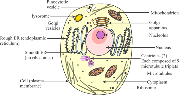 Biological organization is the placing of an organism according to its complexity with each level becoming more complex than the prior level. The Biological organization is as follows:     The organ which is within the organ system is composed of tissues. The tissues form an aggregation to form the organs of all the organisms. Therefore, tissues fall within the organs as they are more complex than them. The organs which are formed by the tissues will make the organ system. The organ system is composed of many organs that perform a different function. So, the option (A) is a true statement.   Therefore, the option (A) is incorrect.   A cell can be defined as a basic biological, functional and structural unit of life. A typical eukaryotic cell has several types of organelles. The organelles are the membrane-bound structures present in a cell and suspended in the cytoplasm. Organelles are parts of cells like organs are to the body, so the suffix - elle being a diminutive. Examples of cellular organelles include mitochondria, smooth endoplasmic reticulum, rough endoplasmic reticulum, nucleus, vacuoles, vesicles, Golgi apparatus and cell membrane. Picture of a eukaryotic cell with several organelles is as follows:   So, many organelles and a nucleus form a cell and a group of cells called a tissue. So, the option (C) is a true statement.  Therefore, the option (C) is incorrect.   An aggregation of many communities forms an ecosystem while many ecosystems form a biosphere which is the most complex in biological organization. So, the option (D) is a true statement.   Therefore, the option (D) is incorrect.   Communities are composed of many interacting populations living together. Communities do not exist within the population as they are more complex than population. The ecosystem is composed of many communities within which many populations persist. This statement B does not follow the biological organization which states that with each level the complexity should be more than the prior level. So, the option (B) is a true statement. Therefore, the option   is correct.