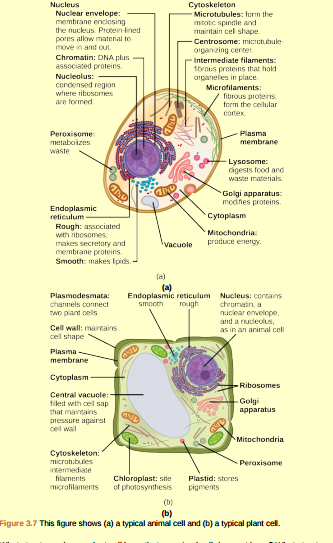 Figure 3.7 What structures does a plant cell have that an animal cell does not have? What structures does an animal cell have that a plant cell does not have?