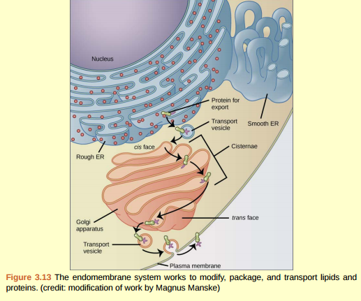 Figure 3.13 Why does the cis face of the Golgi not face the plasma membrane?