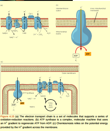 Figure 4.15 Cyanide inhibits cytochrome c oxidase, a component of the electron transport chain. If cyanide poisoning occurs, would you expect the pH of the intermembrane space to increase or decrease? What affect would cyanide have on ATP synthesis?  