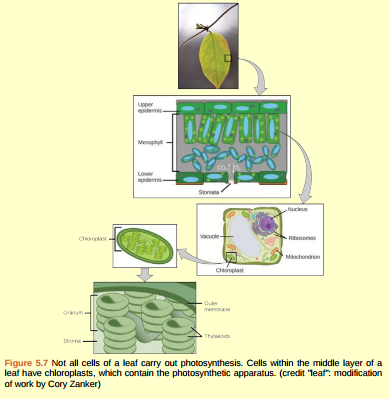 Figure 5.7 On a hot, dry day, plants close their stomata to conserve water. What impact will this have on photosynthesis?