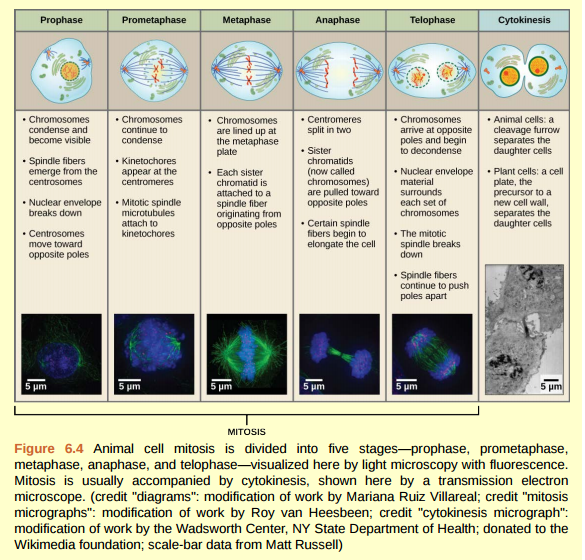 Figure 6.4 Which of the following is the correct order of events in mitosis? a. Sister chromatids line up at the metaphase plate. The kinetochore becomes attached to the mitotic spindle. The nucleus re-forms and the cell divides. The sister chromatids separate. b. The kinetochore becomes attached to the mitotic spindle. The sister chromatids separate. Sister chromatids line up at the metaphase plate. The nucleus re-forms and the cell divides. c. The kinetochore becomes attached to metaphase plate. Sister chromatids line up at the metaphase plate. The kinetochore breaks down and the sister chromatids separate. The nucleus reforms and the cell divides. d. The kinetochore becomes attached to the mitotic spindle. Sister chromatids line up at the metaphase plate. The kinetochore breaks apart and the sister chromatids separate. The nucleus reforms and the cell divides.