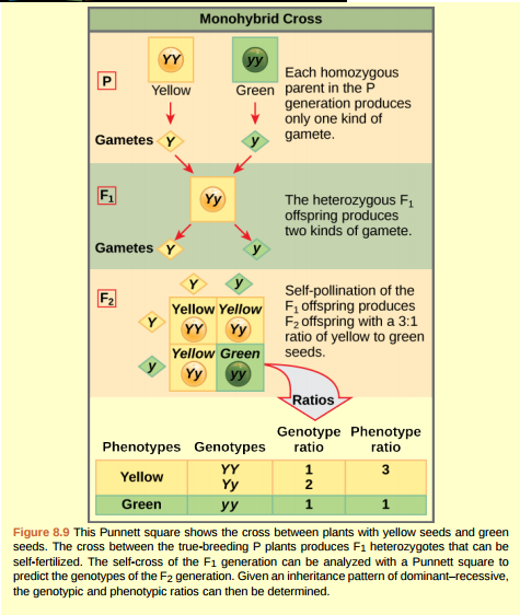 Figure 8.9 In pea plants, round peas (R) are dominant to wrinkled peas (r). You do a test cross between a pea plant with wrinkled peas (genotype rr) and a plant of unknown genotype that has round peas. You end up with three plants, all which have round peas. From this data, can you tell if the parent plant is homozygous dominant or heterozygous?