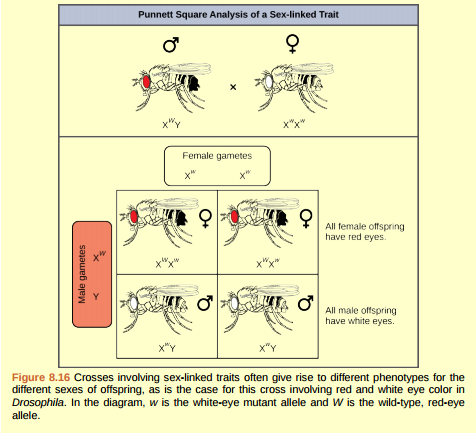 Figure 8.16 What ratio of offspring would result from a cross between a white-eyed male and a female that is heterozygous for red eye color?