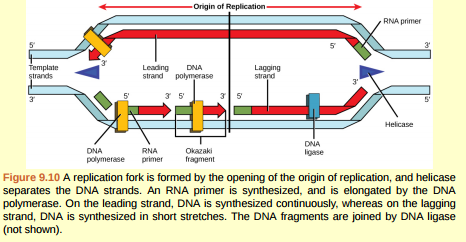 Figure 9.10 You isolate a cell strain in which the joining together of Okazaki fragments is impaired and suspect that a mutation has occurred in an enzyme found at the replication fork. Which enzyme is most likely to be mutated?