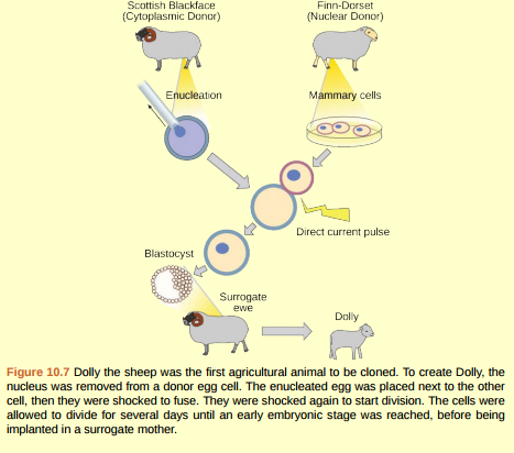 Figure 10.7 Why was Dolly a Finn-Dorset and not a Scottish Blackface sheep?