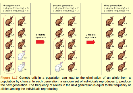 Figure 11.7 Do you think genetic drift would happen more quickly on an island or on the mainland?