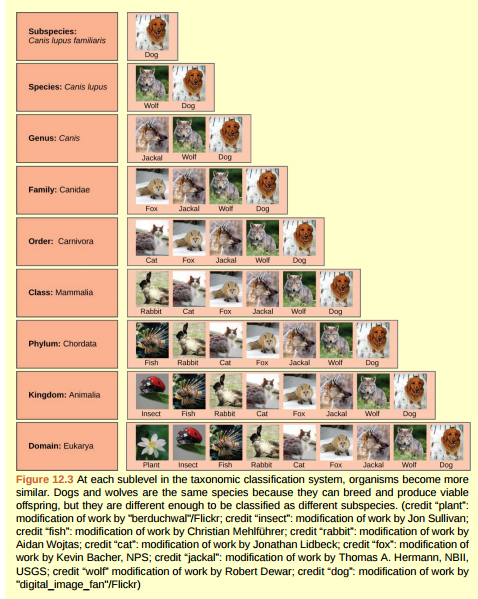 Figure 12.3 In what levels are cats and dogs considered to be part of the same group?