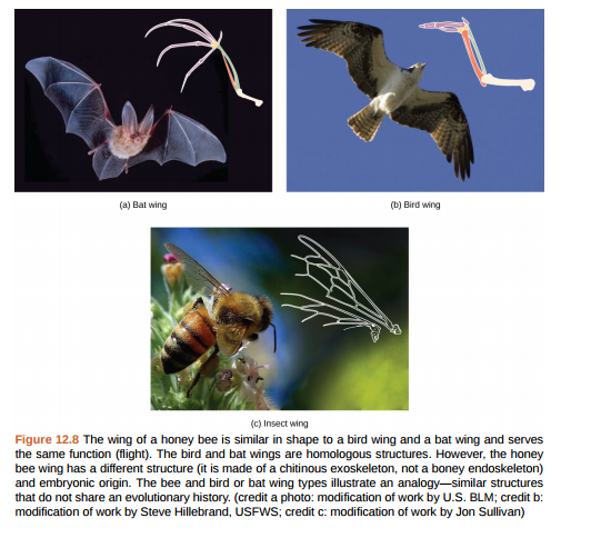 Figure 12.8 Which animals in this figure belong to a clade that includes animals with hair? Which evolved first: hair or the amniotic egg?