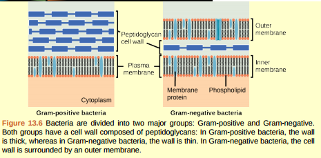 Figure 13.6 Which of the following statements is true? a. Gram-positive bacteria have a single cell wall formed from peptidoglycan. b. Gram-positive bacteria have an outer membrane. c. The cell wall of Gram-negative bacteria is thick, and the cell wall of Grampositive bacteria is thin. d. Gram-negative bacteria have a cell wall made of peptidoglycan, while Grampositive bacteria have a cell wall made of phospholipids.
