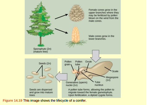 Figure 14.19 At what stage does the diploid zygote form? a. When the female cone begins to bud from the tree b. When the sperm nucleus and the egg nucleus fuse c. When the seeds drop from the tree d. When the pollen tube begins to grow