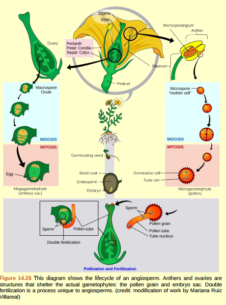 Figure 14.26 If a flower lacked a megasporangium, what type of gamete would it not be able to form? If it lacked a microsporangium, what type of gamete would not form?