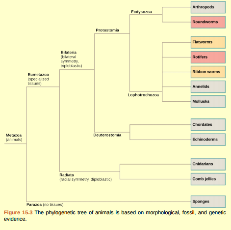 Figure 15.3 Which of the following statements is false? a. Eumetazoa have specialized tissues and Parazoa do not. b. Both acoelomates and pseudocoelomates have a body cavity. c. Chordates are more closely related to echinoderms than to rotifers according to the figure. d. Some animals have radial symmetry, and some animals have bilateral symmetry.