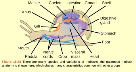 Figure 15.24 Which of the following statements about the anatomy of a mollusk is false? a. Mollusks have a radula for scraping food. b. Mollusks have ventral nerve cords. c. The tissue beneath the shell is called the mantle. d. The mantle cavity contains hemolymph.