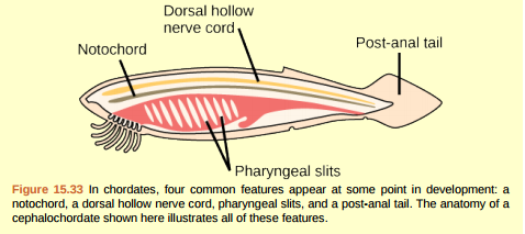 Figure 15.33 Which of the following statements about common features of chordates is true? a. The dorsal hollow nerve cord is part of the chordate central nervous system. b. In vertebrate fishes, the pharyngeal slits become the gills. c. Humans are not chordates because humans do not have a tail. d. Vertebrates do not have a notochord at any point in their development; instead, they have a vertebral column.