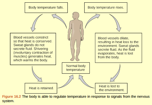 Figure 16.2 When bacteria are destroyed by leukocytes, pyrogens are released into the blood. Pyrogens reset the body's thermostat to a higher temperature, resulting in fever. How might pyrogens cause the body temperature to rise?  