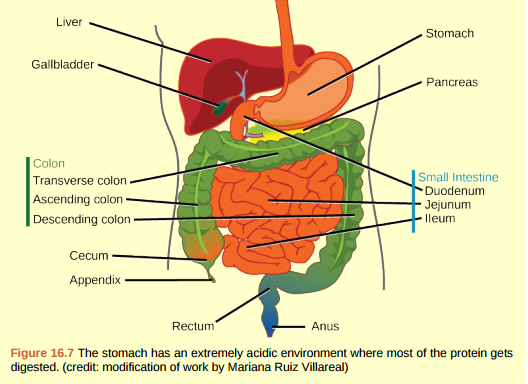 Figure 16.7 Which of the following statements about the digestive system is false? a. Chyme is a mixture of food and digestive juices that is produced in the stomach. b. Food enters the large intestine before the small intestine. c. In the small intestine, chyme mixes with bile, which emulsifies fats. d. The stomach is separated from the small intestine by the pyloric sphincter.