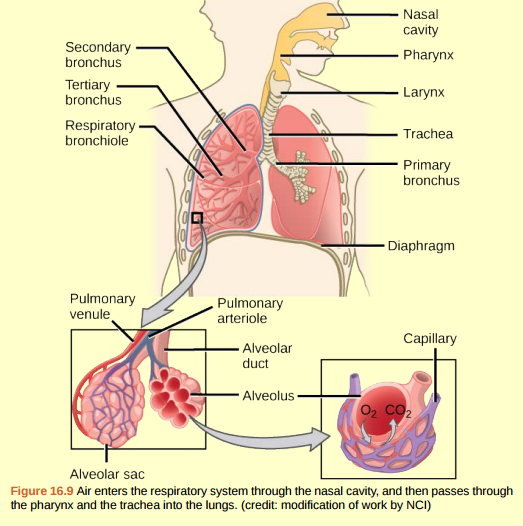 Figure 16.9 Which of the following statements about the human respiratory system is false? a. When we breathe in, air travels from the pharynx to the trachea. b. The bronchioles branch into bronchi. c. Alveolar ducts connect to alveolar sacs. d. Gas exchange between the lungs and blood takes place in the alveolus.