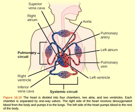 Figure 16.10 Which of the following statements about the circulatory system is false? a. Blood in the pulmonary vein is deoxygenated. b. Blood in the inferior vena cava is deoxygenated. c. Blood in the pulmonary artery is deoxygenated. d. Blood in the aorta is oxygenated.