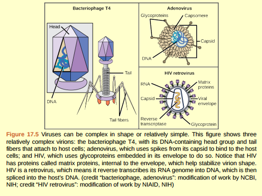 Figure 17.5 Which of the following statements about virus structure is true? a. All viruses are encased in a viral membrane. b. The capsomere is made up of small protein subunits called capsids. c. DNA is the genetic material in all viruses. d. Glycoproteins help the virus attach to the host cell.