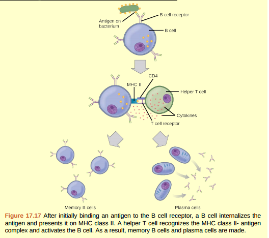 Figure 17.17 The Rh antigen is found on Rhpositive red blood cells. An Rh-negative female can usually carry an Rh-positive fetus to term without difficulty. However, if she has a second Rh-positive fetus, her body may launch an immune attack that causes hemolytic disease of the newborn. Why do you think hemolytic disease is only a problem during the second or subsequent pregnancies?  