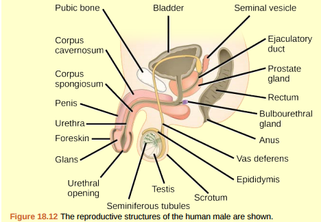 Figure 18.12 Which of the following statements about the male reproductive system is false? a. The vas deferens carries sperm from the testes to the seminal vesicles. b. The ejaculatory duct joins the urethra. c. Both the prostate and the bulbourethral glands produce components of the semen. d. The prostate gland is located in the testes.