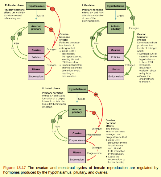Figure 18.17 Which of the following statements about hormone regulation of the female reproductive cycle is false? a. LH and FSH are produced in the pituitary, and estrogen and progesterone are produced in the ovaries. b. Estradiol and progesterone secreted from the corpus luteum cause the endometrium to thicken. c. Both progesterone and estrogen are produced by the follicles. d. Secretion of GnRH by the hypothalamus is inhibited by low levels of estrogen but stimulated by high levels of estrogen.