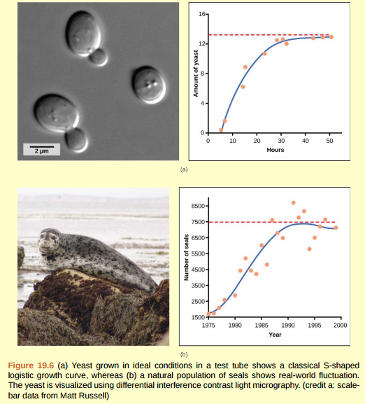 Figure 19.6 If the major food source of seals declines due to pollution or overfishing, which of the following would likely occur? a. The carrying capacity of seals would decrease, as would the seal population. b. The carrying capacity of seals would decrease, but the seal population would remain the same. c. The number of seal deaths would increase, but the number of births would also increase, so the population size would remain the same. d. The carrying capacity of seals would remain the same, but the population of seals would decrease.