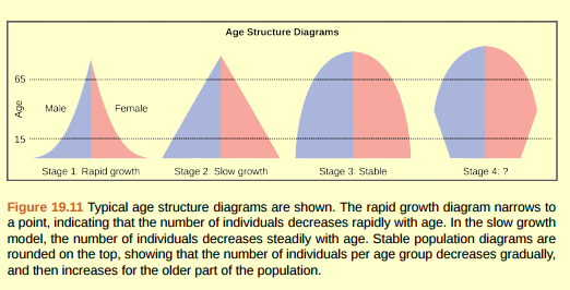Figure 19.11 Age structure diagrams for rapidly growing, slow growing, and stable populations are shown in stages 1 through 3. What type of population change do you think stage 4 represents?