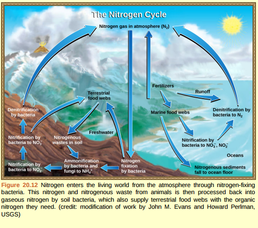 Figure 20.12 Which of the following statements about the nitrogen cycle is false? a. Ammonification converts organic nitrogenous matter from living organisms into ammonium (NH 4 + ). b. Denitrification by bacteria converts nitrates (NO 3 - ) to nitrogen gas (N 2 ). c. Nitrification by bacteria converts nitrates (NO 3 - ) to nitrites (NO 2 - ). d. Nitrogen fixing bacteria convert nitrogen gas (N 2 ) into organic compounds.
