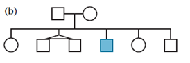 When working out genetics problems in this and succeeding chapters, always assume that members of the P 1 generation are homozygous, unless the information or data you are given require you to do otherwise. Draw all possible conclusions concerning the mode of inheritance of the trait portrayed in each of the following limited pedigrees. (Each of the four cases is based on a different trait.)        <div style=padding-top: 35px> 