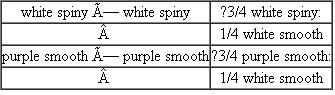Datura stramonium (the Jimsonweed) expresses flower colors of purple and white and pod textures of smooth and spiny. The results of two crosses in which the parents were not necessarily true breeding are shown at the top of the next column.   (a) Based on these results, put forward a hypothesis for the inheritance of the purple/white and smooth/spiny traits. (b) Assuming that true-breeding strains of all combinations of traits are available, what single cross could you execute and carry to an F 2 generation that will prove or disprove your hypothesis? Assuming your hypothesis is correct, what results of this cross will support it?<div style=padding-top: 35px> 