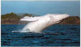 Assume that Migaloo's albinism is caused by a rare recessive gene. (a) In a mating of two heterozygous, normally pigmented whales, what is the probability that the first three offspring will all have normal pigmentation? (b) What is the probability that the first female offspring is normally pigmented? (c) What is the probability that the first offspring is a normally pigmented female?