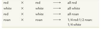 In shorthorn cattle, coat color may be red, white, or roan. Roan is an intermediate phenotype expressed as a mixture of red and white hairs. The following data were obtained from various crosses:     How is coat color inherited? What are the genotypes of parents and offspring for each cross?