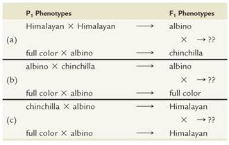 In rabbits, a series of multiple alleles controls coat color in the following way: C is dominant to all other alleles and causes full color. The chinchilla phenotype is due to the c ch allele, which is dominant to all alleles other than C. The c h allele, dominant only to c a (albino), results in the Himalayan coat color. Thus, the order of dominance is C c ch c h c a. For each of the following three cases, the phenotypes of the P 1 generations of two crosses are shown, as well as the phenotype of one member of the F 1 generation.     For each case, determine the genotypes of the P 1 generation and the F 1 offspring, and predict the results of making each indicated cross between F 1 individuals.