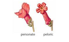 Three gene pairs located on separate autosomes determine flower color and shape as well as plant height. The first pair exhibits incomplete dominance, where the color can be red, pink (the heterozygote), or white. The second pair leads to personate (dominant) or peloric (recessive) flower shape, while the third gene pair produces either the dominant tall trait or the recessive dwarf trait. Homozygous plants that are red, personate, and tall are crossed to those that are white, peloric, and dwarf. Determine the F 1 genotype(s) and phenotype(s). If the F 1 plants are interbred, what proportion of the offspring will exhibit the same phenotype as the F 1 plants?   