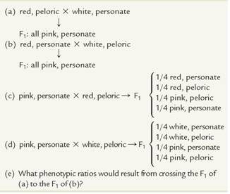 As in Problem, flower color may be red, white, or pink, and flower shape may be personate or peloric. For the following crosses, determine the P 1 and F 1 genotypes:     Three gene pairs located on separate autosomes determine flower color and shape as well as plant height. The first pair exhibits incomplete dominance, where the color can be red, pink (the heterozygote), or white. The second pair leads to personate (dominant) or peloric (recessive) flower shape, while the third gene pair produces either the dominant tall trait or the recessive dwarf trait. Homozygous plants that are red, personate, and tall are crossed to those that are white, peloric, and dwarf. Determine the F 1 genotype(s) and phenotype(s). If the F 1 plants are interbred, what proportion of the offspring will exhibit the same phenotype as the F 1 plants?   