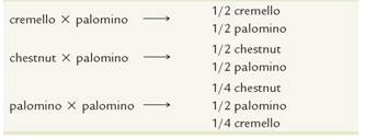 Horses can be cremello (a light cream color), chestnut (a brownish color), or palomino (a golden color with white in the horse's tail and mane). Of these phenotypes, only palominos never breed true.     (a) From the results given above, determine the mode of inheritance by assigning gene symbols and indicating which genotypes yield which phenotypes. (b) Predict the F 1 and F 2 results of many initial matings between cremello and chestnut horses.   