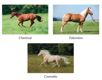 Horses can be cremello (a light cream color), chestnut (a brownish color), or palomino (a golden color with white in the horse's tail and mane). Of these phenotypes, only palominos never breed true.     (a) From the results given above, determine the mode of inheritance by assigning gene symbols and indicating which genotypes yield which phenotypes. (b) Predict the F 1 and F 2 results of many initial matings between cremello and chestnut horses.   
