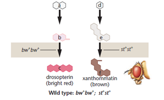 With reference to the eye color phenotypes produced by the recessive, autosomal, unlinked brown and scarlet loci in Drosophila (see Figure), predict the F 1 and F 2 results of the following P 1 crosses. (Recall that when both the brown and scarlet alleles are homozygous, no pigment is produced, and the eyes are white.)(a) wild type × white (b) wild type × scarlet (c) brown × white FIGURE  Figure 4-10 A theoretical explanation of the biochemical basis of the four eye color phenotypes produced in a cross between Drosophila with brown eyes and scarlet eyes. In the presence of at least one wild-type bw + allele, an enzyme is produced that converts substance b to c, and the pigment drosopterin is synthesized. In the presence of at least one wild-type st + allele, substance e is converted to f, and the pigment xanthommatin is synthesized. The homozygous presence of the recessive st or bw mutant allele blocks the synthesis of the respective pigment molecule. Either one, both, or neither of these pathways can be blocked, depending on the genotype.               