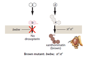 With reference to the eye color phenotypes produced by the recessive, autosomal, unlinked brown and scarlet loci in Drosophila (see Figure), predict the F 1 and F 2 results of the following P 1 crosses. (Recall that when both the brown and scarlet alleles are homozygous, no pigment is produced, and the eyes are white.)(a) wild type × white (b) wild type × scarlet (c) brown × white FIGURE  Figure 4-10 A theoretical explanation of the biochemical basis of the four eye color phenotypes produced in a cross between Drosophila with brown eyes and scarlet eyes. In the presence of at least one wild-type bw + allele, an enzyme is produced that converts substance b to c, and the pigment drosopterin is synthesized. In the presence of at least one wild-type st + allele, substance e is converted to f, and the pigment xanthommatin is synthesized. The homozygous presence of the recessive st or bw mutant allele blocks the synthesis of the respective pigment molecule. Either one, both, or neither of these pathways can be blocked, depending on the genotype.               