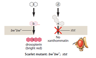 With reference to the eye color phenotypes produced by the recessive, autosomal, unlinked brown and scarlet loci in Drosophila (see Figure), predict the F 1 and F 2 results of the following P 1 crosses. (Recall that when both the brown and scarlet alleles are homozygous, no pigment is produced, and the eyes are white.)(a) wild type × white (b) wild type × scarlet (c) brown × white FIGURE  Figure 4-10 A theoretical explanation of the biochemical basis of the four eye color phenotypes produced in a cross between Drosophila with brown eyes and scarlet eyes. In the presence of at least one wild-type bw + allele, an enzyme is produced that converts substance b to c, and the pigment drosopterin is synthesized. In the presence of at least one wild-type st + allele, substance e is converted to f, and the pigment xanthommatin is synthesized. The homozygous presence of the recessive st or bw mutant allele blocks the synthesis of the respective pigment molecule. Either one, both, or neither of these pathways can be blocked, depending on the genotype.               