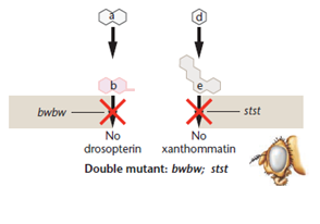 With reference to the eye color phenotypes produced by the recessive, autosomal, unlinked brown and scarlet loci in Drosophila (see Figure), predict the F 1 and F 2 results of the following P 1 crosses. (Recall that when both the brown and scarlet alleles are homozygous, no pigment is produced, and the eyes are white.)(a) wild type × white (b) wild type × scarlet (c) brown × white FIGURE  Figure 4-10 A theoretical explanation of the biochemical basis of the four eye color phenotypes produced in a cross between Drosophila with brown eyes and scarlet eyes. In the presence of at least one wild-type bw + allele, an enzyme is produced that converts substance b to c, and the pigment drosopterin is synthesized. In the presence of at least one wild-type st + allele, substance e is converted to f, and the pigment xanthommatin is synthesized. The homozygous presence of the recessive st or bw mutant allele blocks the synthesis of the respective pigment molecule. Either one, both, or neither of these pathways can be blocked, depending on the genotype.               