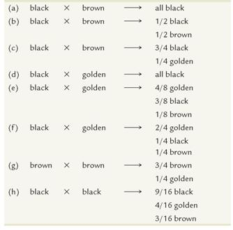 Labrador retrievers may be black, brown (chocolate), or golden (yellow) in color (see chapter-opening photo). While each color may breed true, many different outcomes are seen when numerous litters are examined from a variety of matings where the parents are not necessarily true breeding. Following are just some of the many possibilities.     Propose a mode of inheritance that is consistent with these data, and indicate the corresponding genotypes of the parents in each mating. Indicate as well the genotypes of dogs that breed true for each color.   