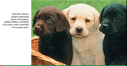 Labrador retrievers may be black, brown (chocolate), or golden (yellow) in color (see chapter-opening photo). While each color may breed true, many different outcomes are seen when numerous litters are examined from a variety of matings where the parents are not necessarily true breeding. Following are just some of the many possibilities.     Propose a mode of inheritance that is consistent with these data, and indicate the corresponding genotypes of the parents in each mating. Indicate as well the genotypes of dogs that breed true for each color.   